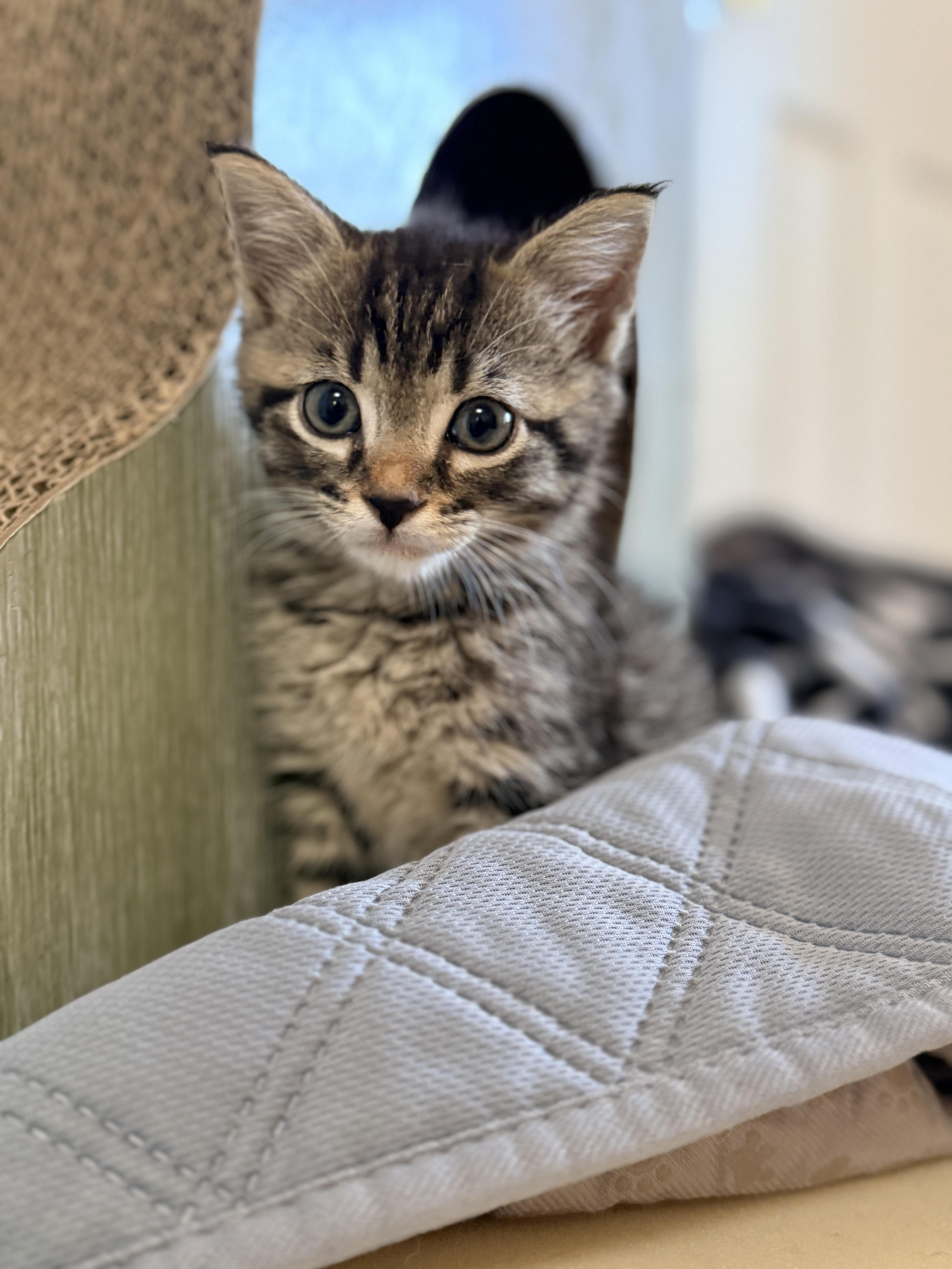 Enlarge Prince, a Adoptable Domestic Short Hair in Columbia, MD image 3/3