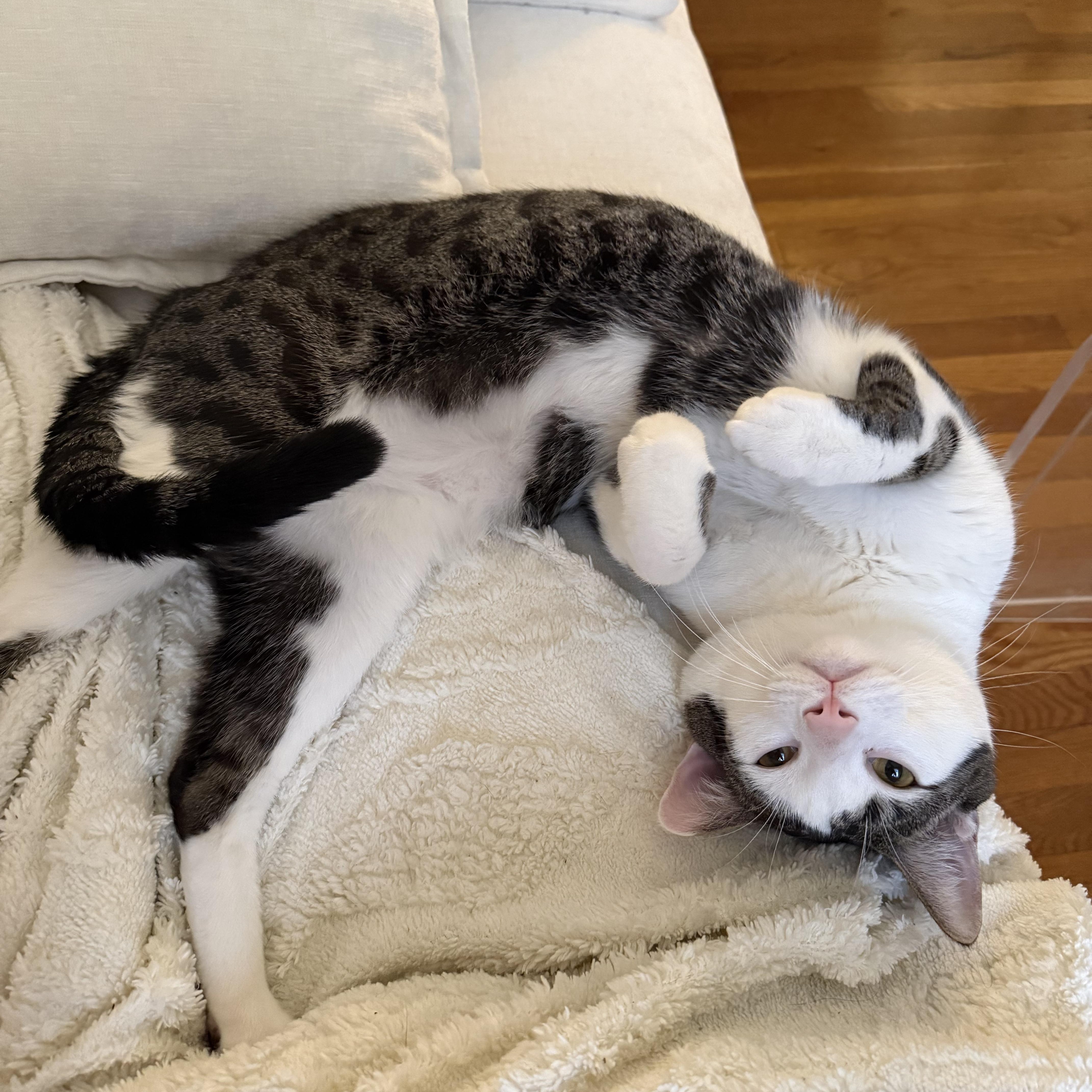 Riverside, ADOPTABLE, Adult Male Domestic Short Hair.