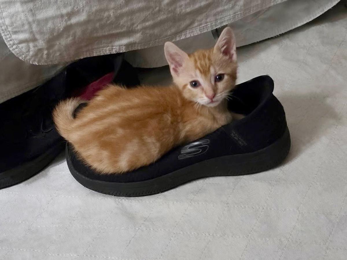 Enlarge Cyndi Lauper, an adopted Domestic Short Hair in East Williston, NY image 3/4