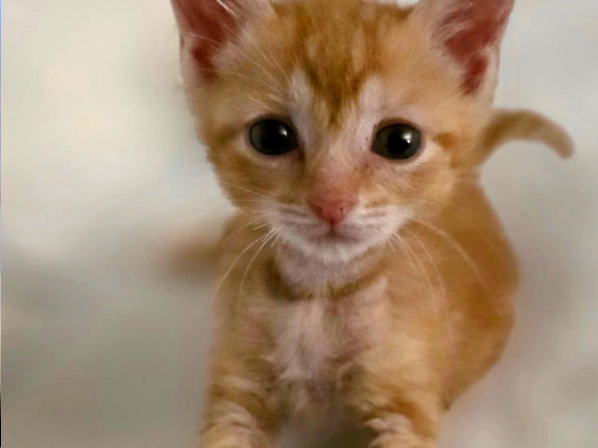 Enlarge Cyndi Lauper, an adopted Domestic Short Hair in East Williston, NY image 1/4