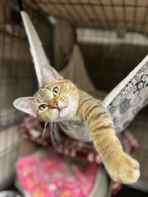 Enlarge Broccoli Rob, a Adoptable Domestic Short Hair in Dripping Springs, TX image 1/3