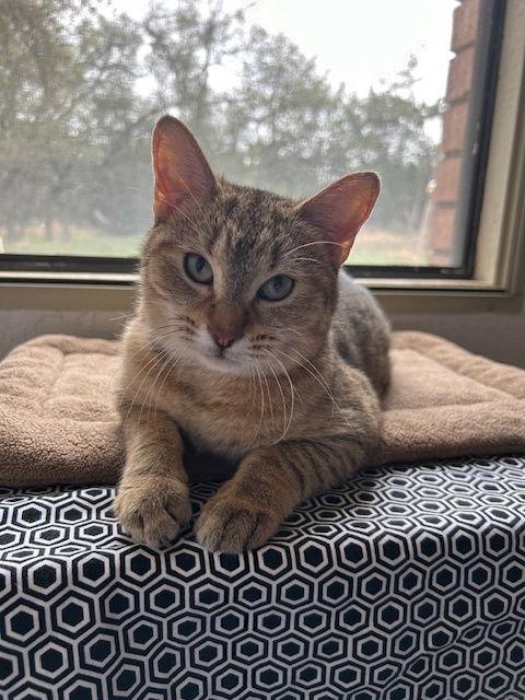 Enlarge Broccoli Rob, a Adoptable Domestic Short Hair in Dripping Springs, TX image 2/3