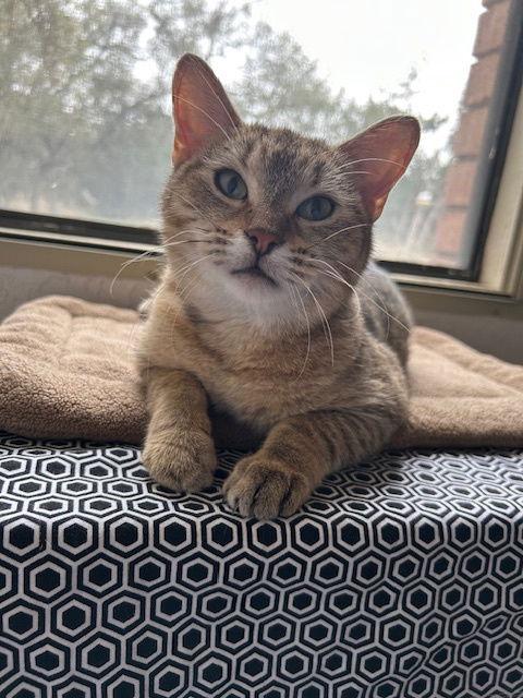 Enlarge Broccoli Rob, a Adoptable Domestic Short Hair in Dripping Springs, TX image 3/3