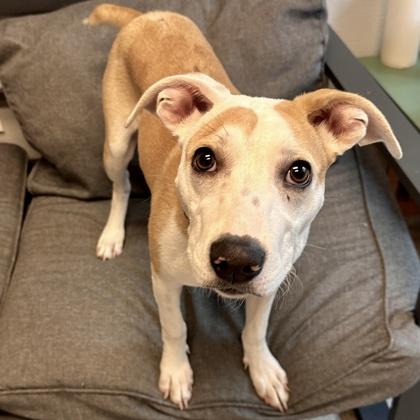 Enlarge Zayda, a Adoptable Mixed Breed in Lansing, MI image 2/3
