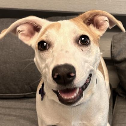 Zayda, Adoptable, Young Female Mixed Breed.