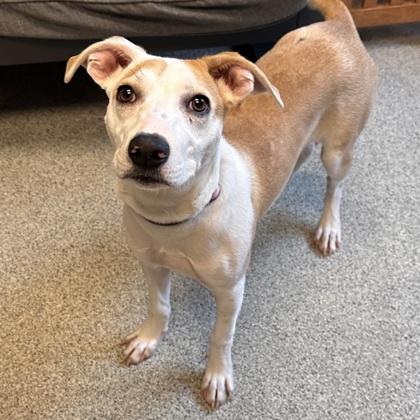 Enlarge Zayda, a Adoptable Mixed Breed in Lansing, MI image 3/3