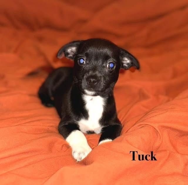 Enlarge Tuck, a Adoptable mixed breed in Hartwell, GA image 1/1