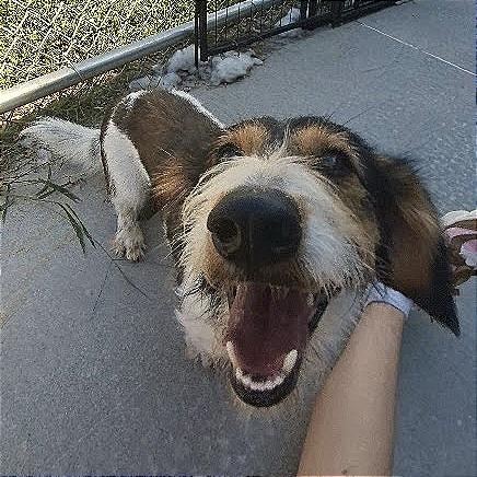 Enlarge Carl, a Adoptable Terrier in Hannibal, MO image 1/3