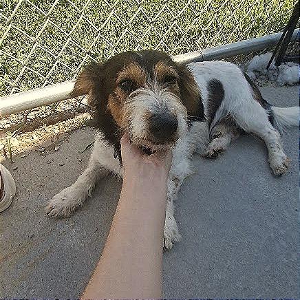 Enlarge Carl, a Adoptable Terrier in Hannibal, MO image 2/3