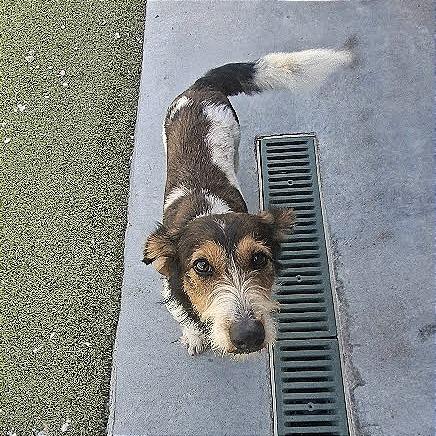 Enlarge Carl, a Adoptable Terrier in Hannibal, MO image 3/3