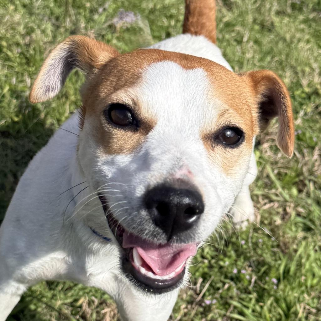 Friday, Adoptable, Young Female Jack Russell Terrier.