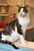 Milo, an adoptable Domestic Short Hair in Lincoln, NE image 3/3