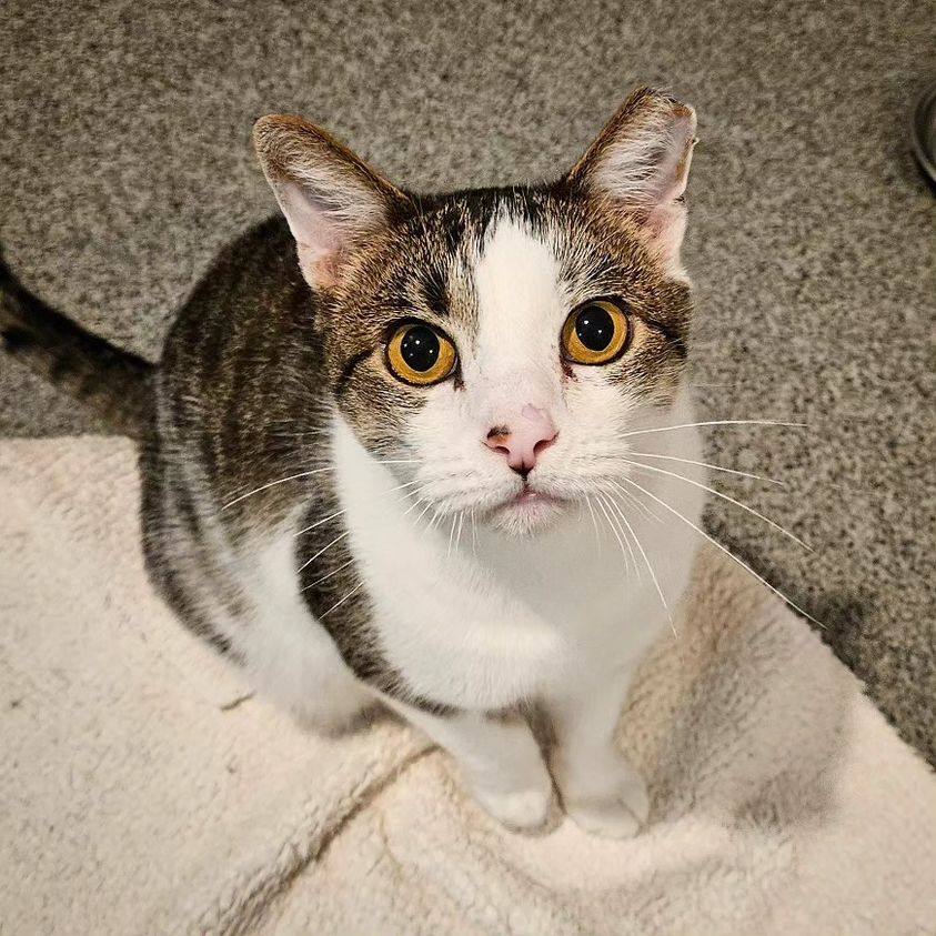 Milo, an adoptable Domestic Short Hair in Lincoln, NE image 2/3