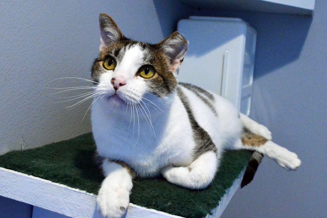 Milo, an adoptable Domestic Short Hair in Lincoln, NE image 1/3