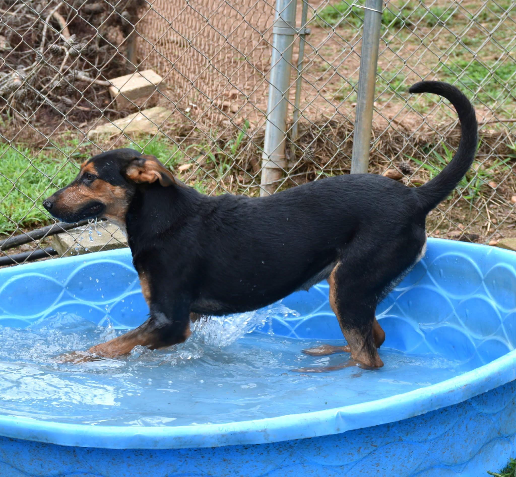 Enlarge Beth, a Adoptable mixed breed in Wedowee, AL image 3/6