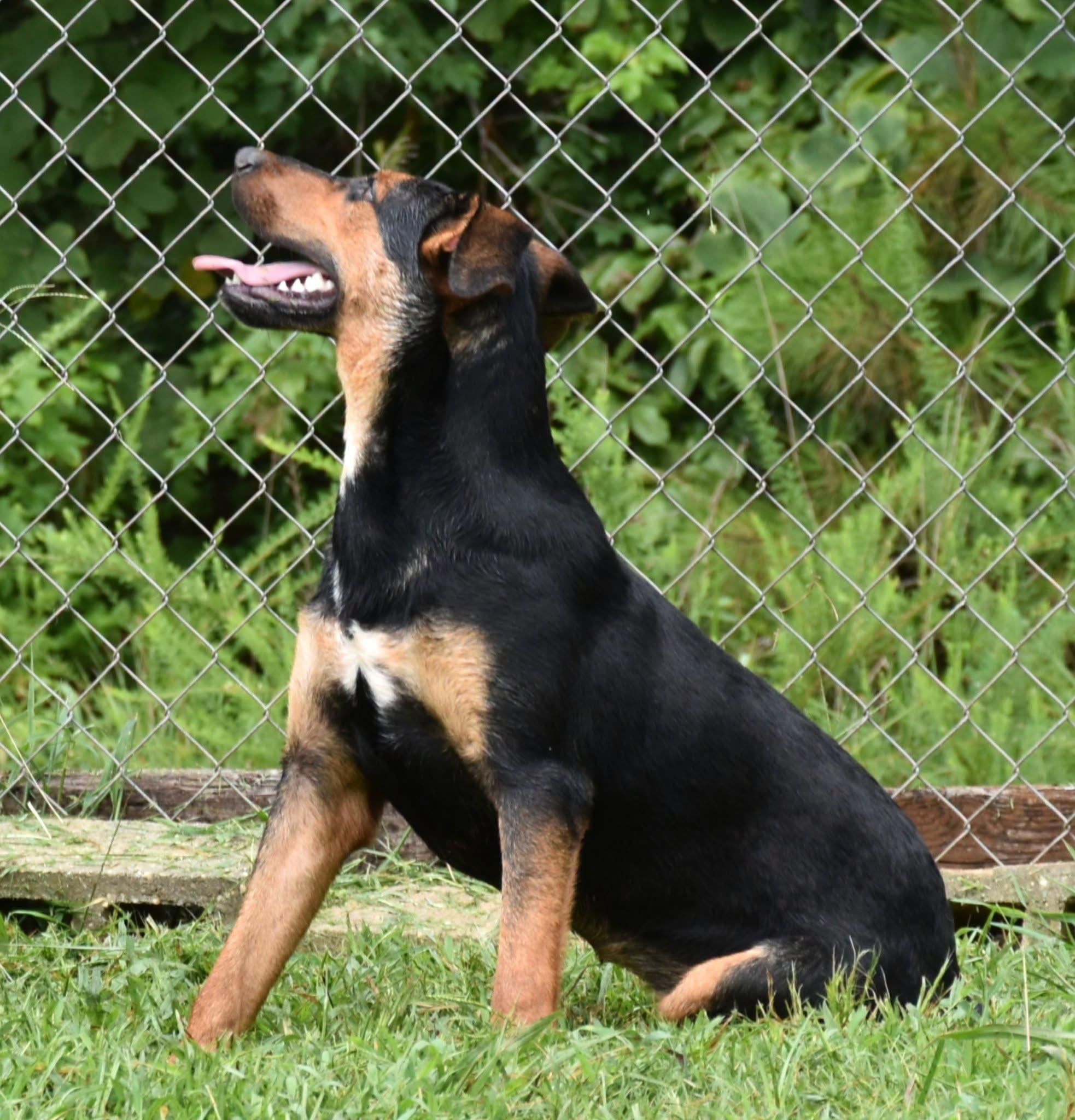 Enlarge Beth, a Adoptable mixed breed in Wedowee, AL image 2/6