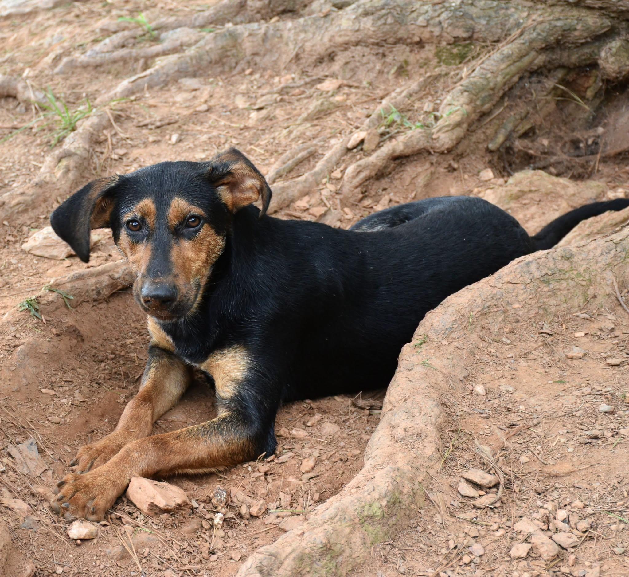 Enlarge Beth, a Adoptable mixed breed in Wedowee, AL image 6/6