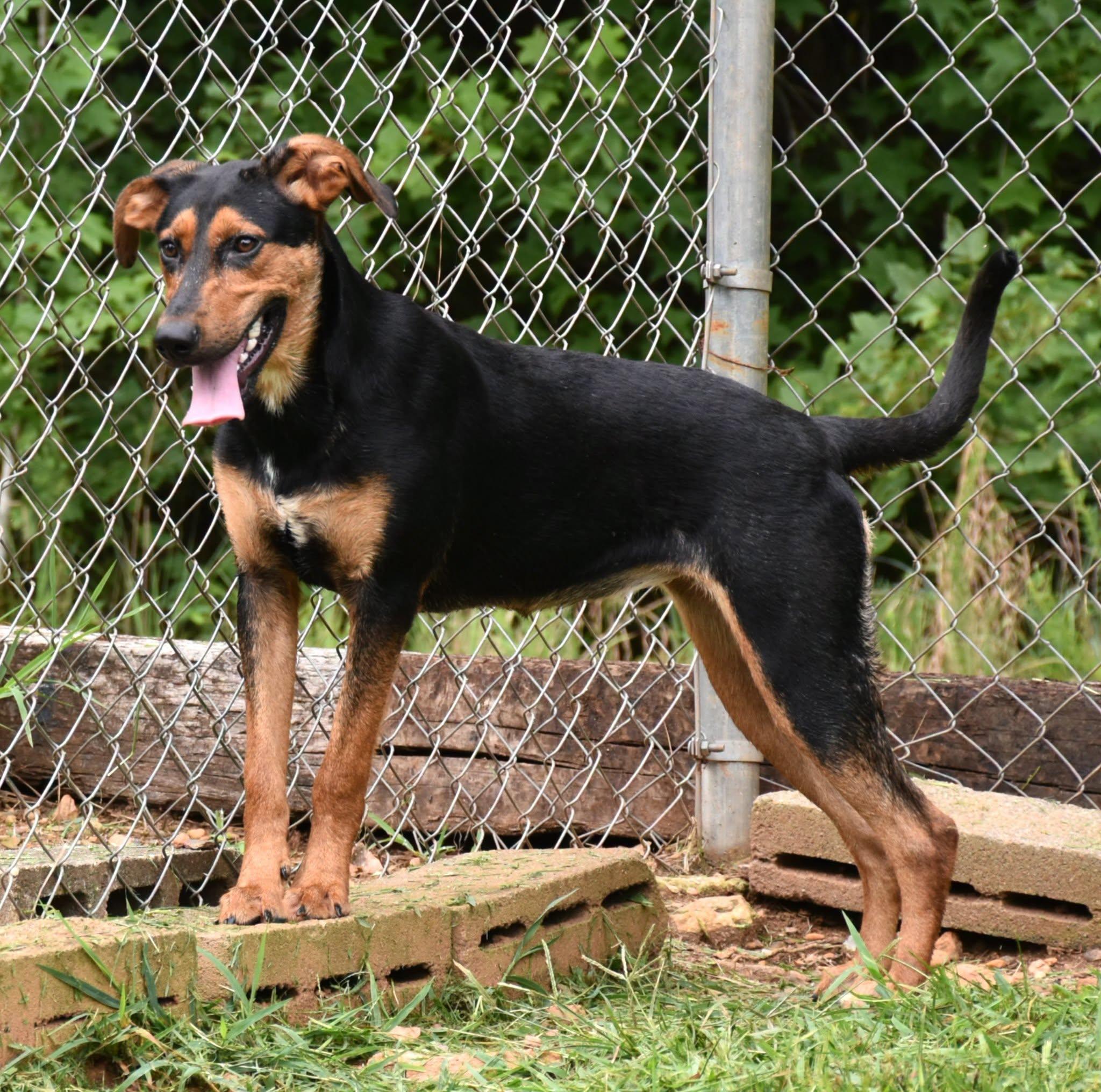 Enlarge Beth, a Adoptable mixed breed in Wedowee, AL image 4/6