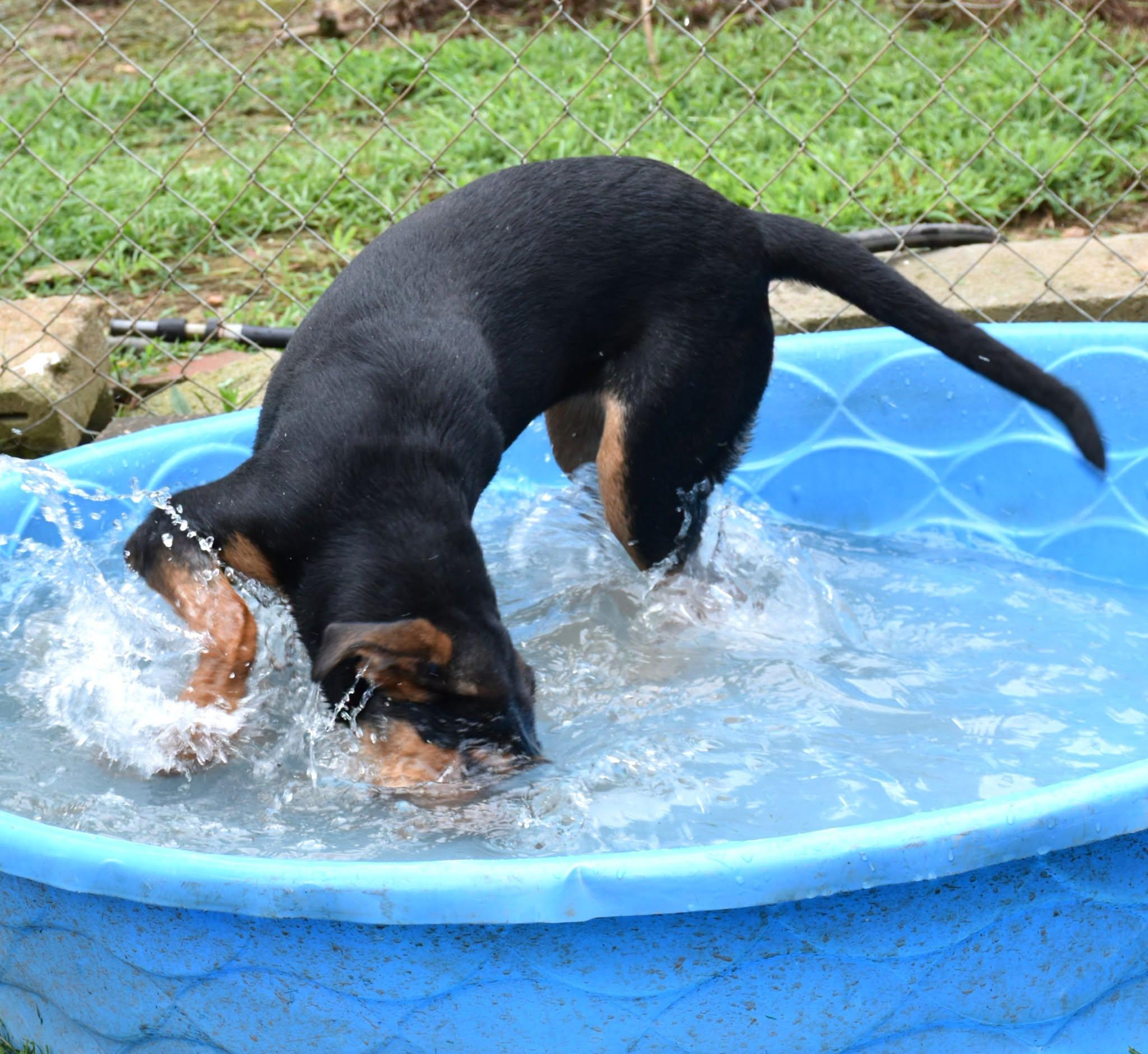 Enlarge Beth, a Adoptable mixed breed in Wedowee, AL image 5/6