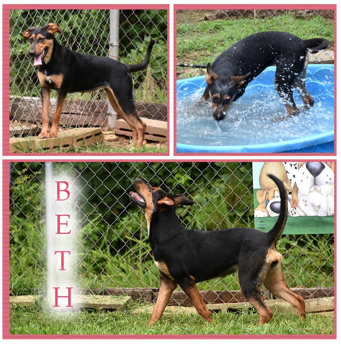 Enlarge Beth, a Adoptable mixed breed in Wedowee, AL image 1/6
