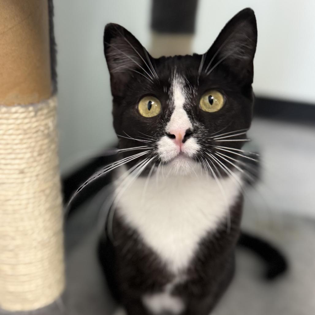 Jessie, a Adoptable Domestic Short Hair in Zimmerman, MN image 1/6