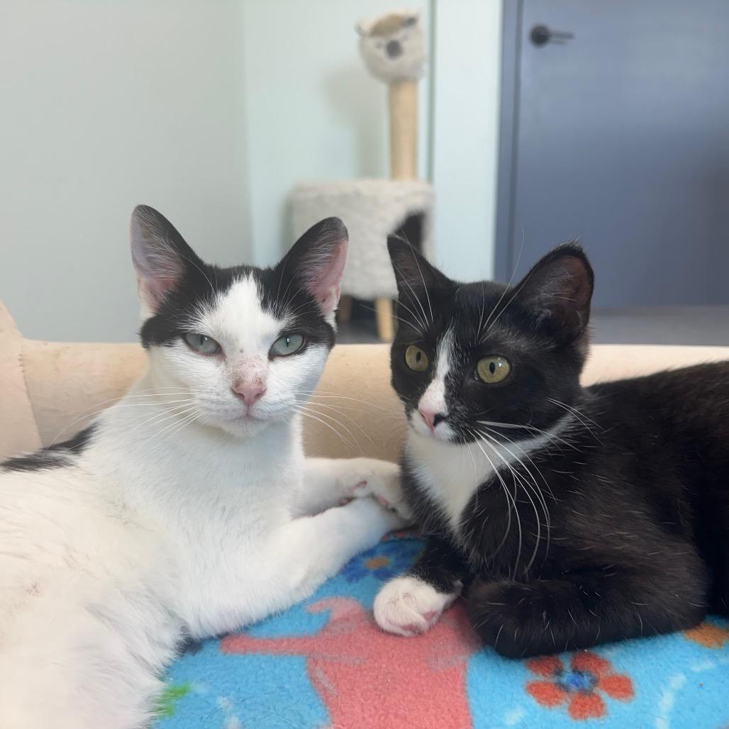 Jessie, a Adoptable Domestic Short Hair in Zimmerman, MN image 2/6