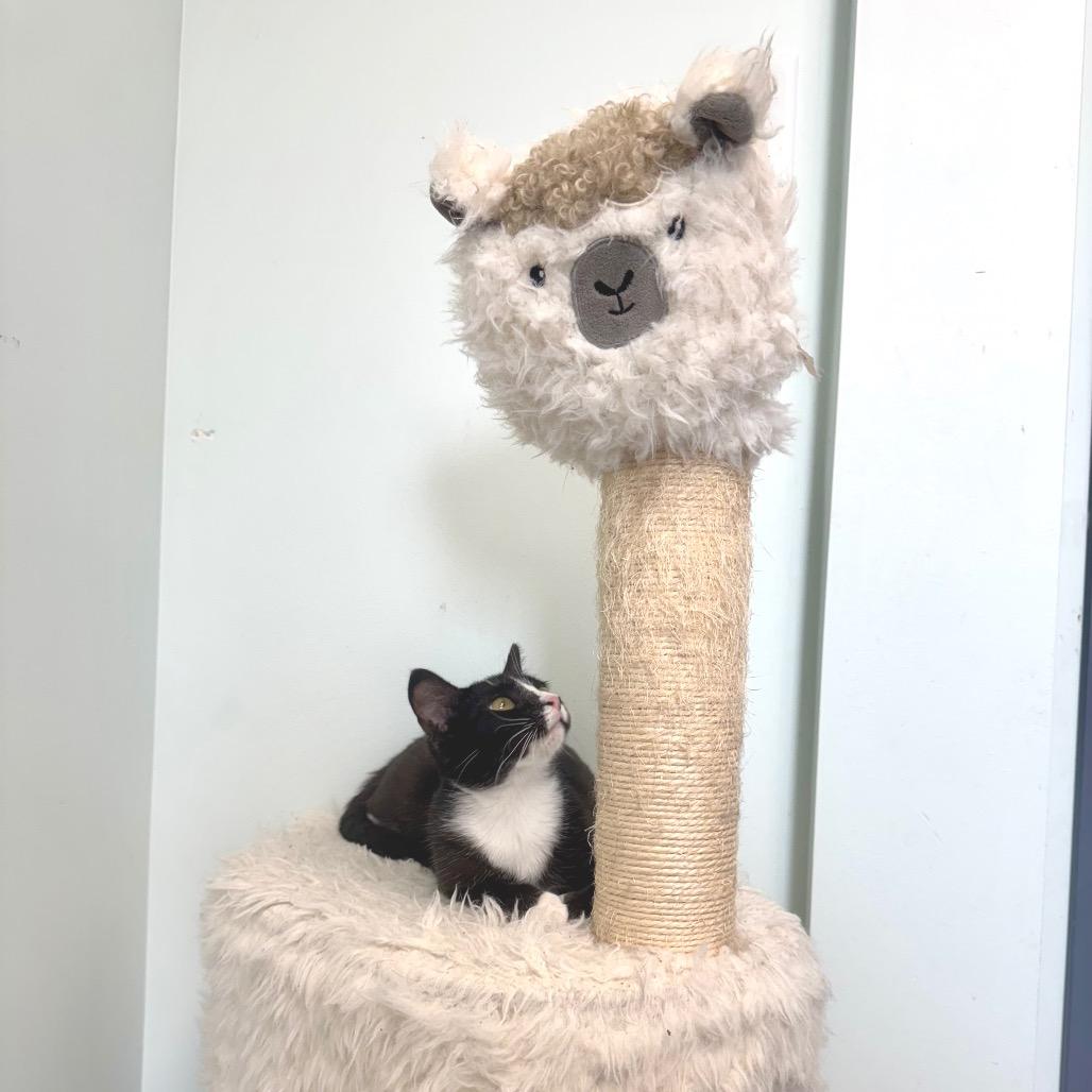 Jessie, a Adoptable Domestic Short Hair in Zimmerman, MN image 3/6