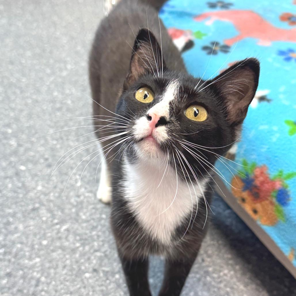 Jessie, a Adoptable Domestic Short Hair in Zimmerman, MN image 4/6