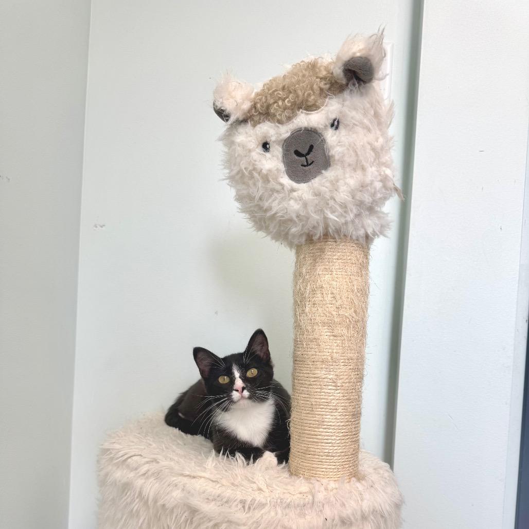 Jessie, a Adoptable Domestic Short Hair in Zimmerman, MN image 5/6