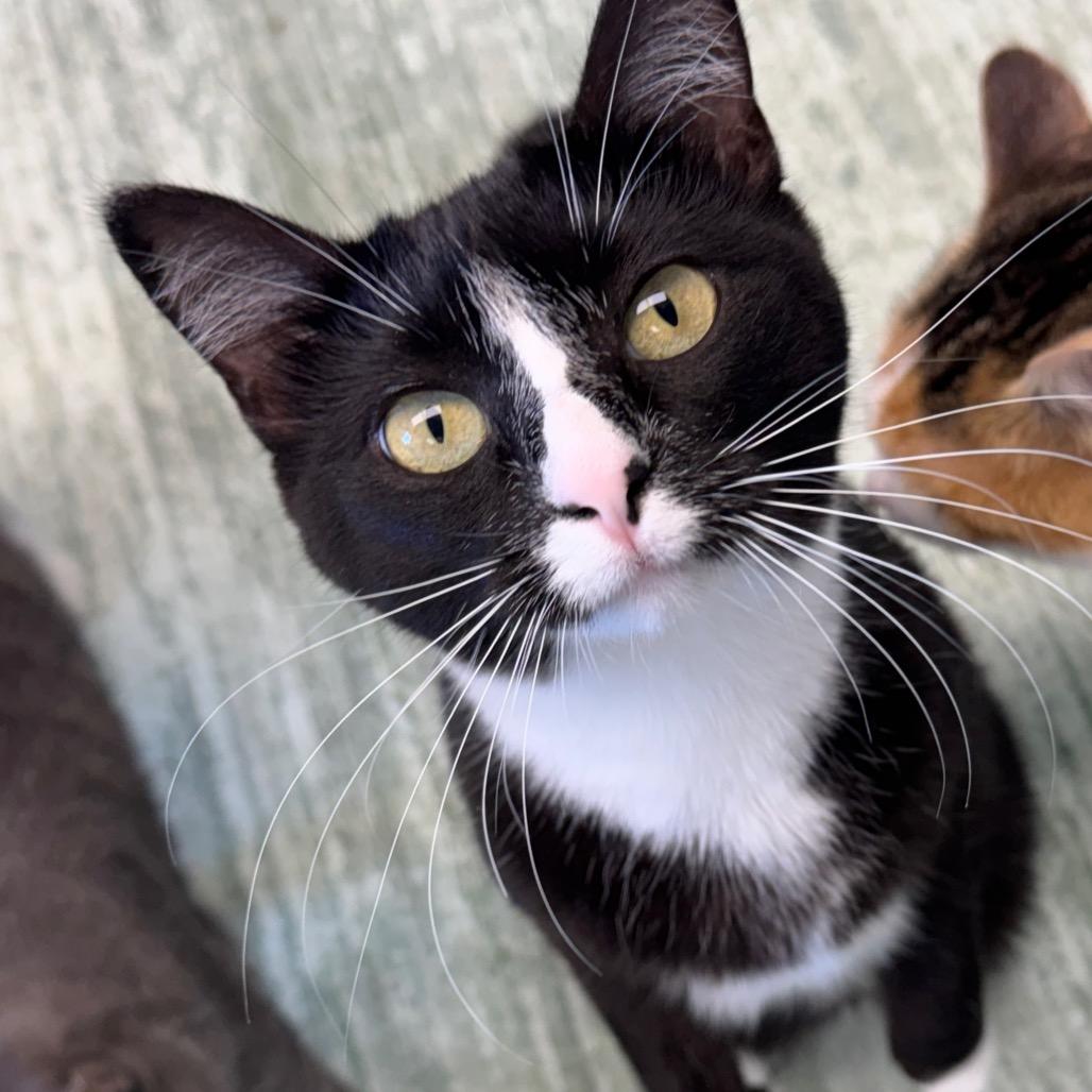 Jessie, a Adoptable Domestic Short Hair in Zimmerman, MN image 6/6