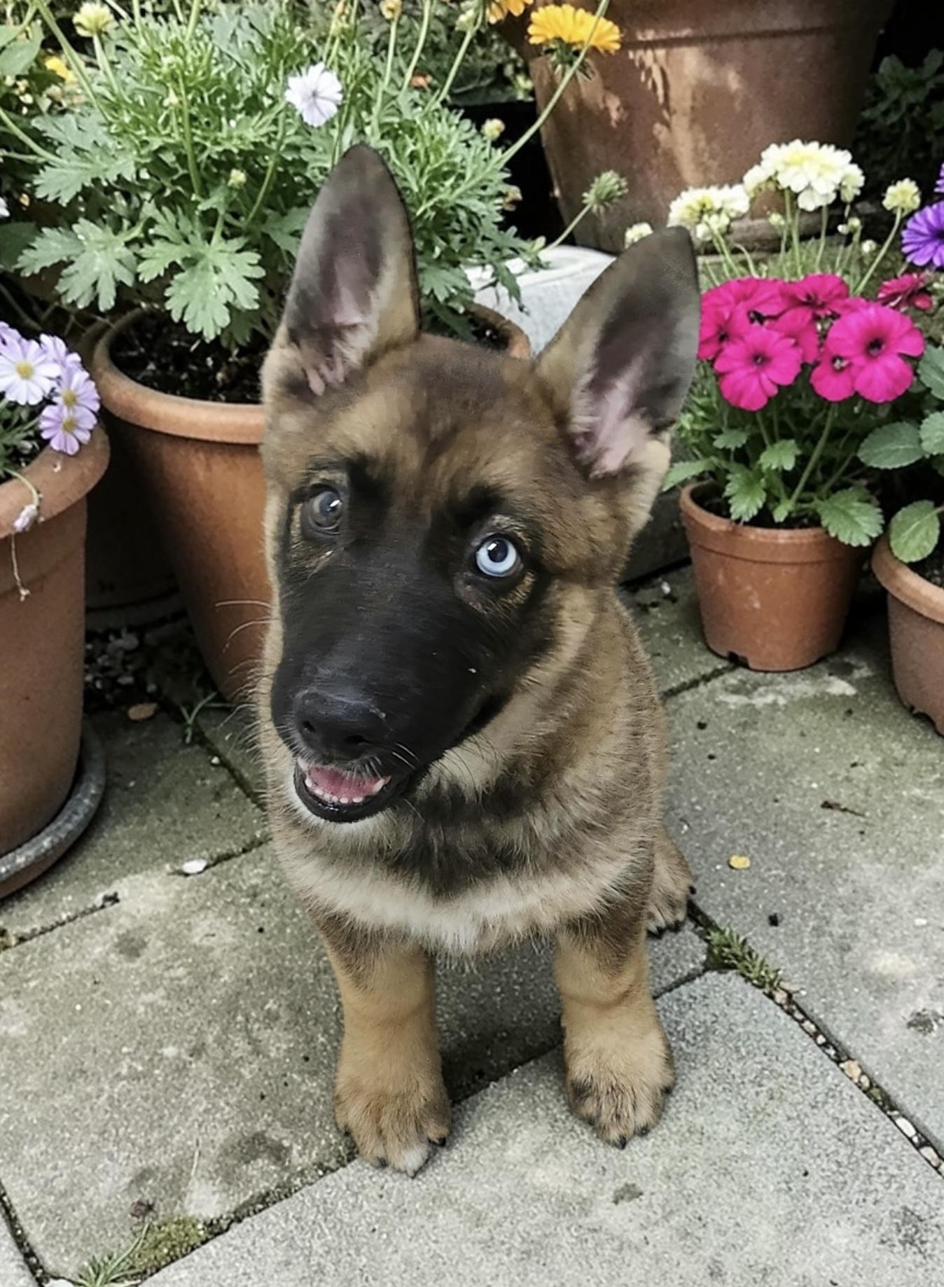 Willow, ADOPTABLE, Puppy Female Akita & White German Shepherd.
