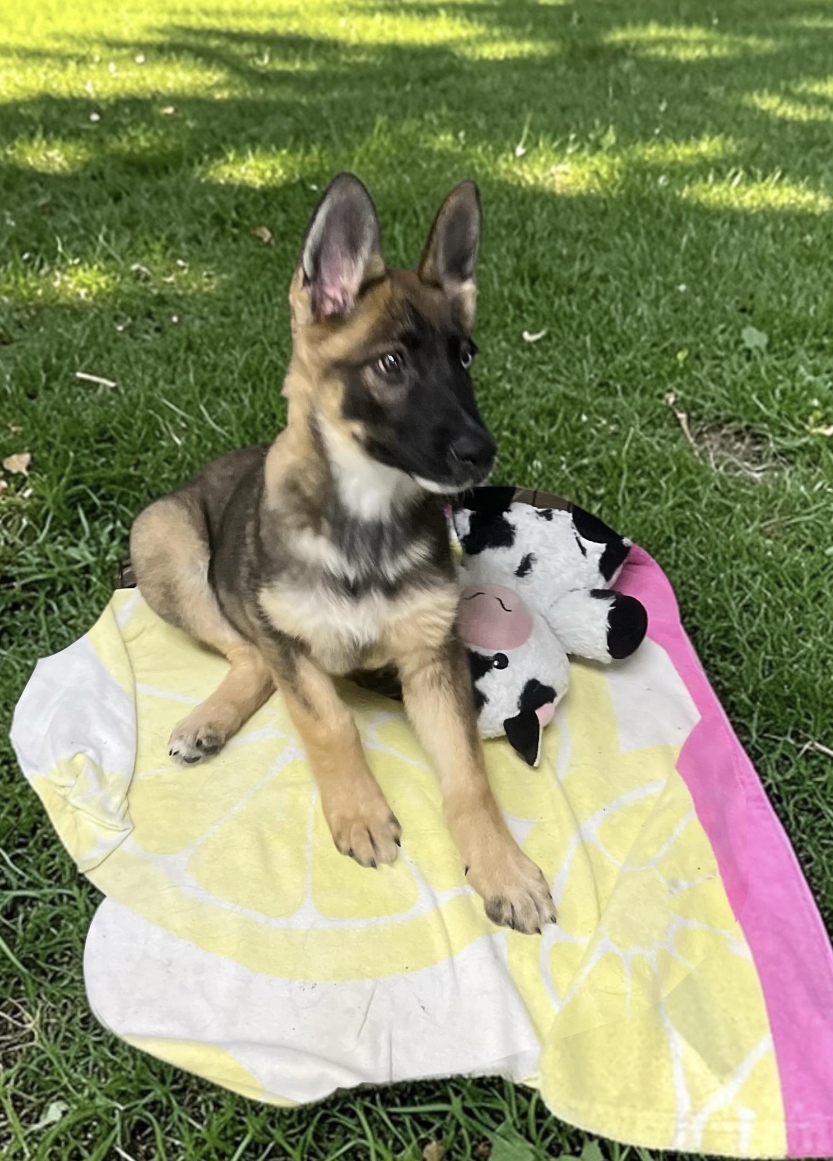 Enlarge Willow, a ADOPTABLE mixed breed in Los Angeles, CA image 1/3