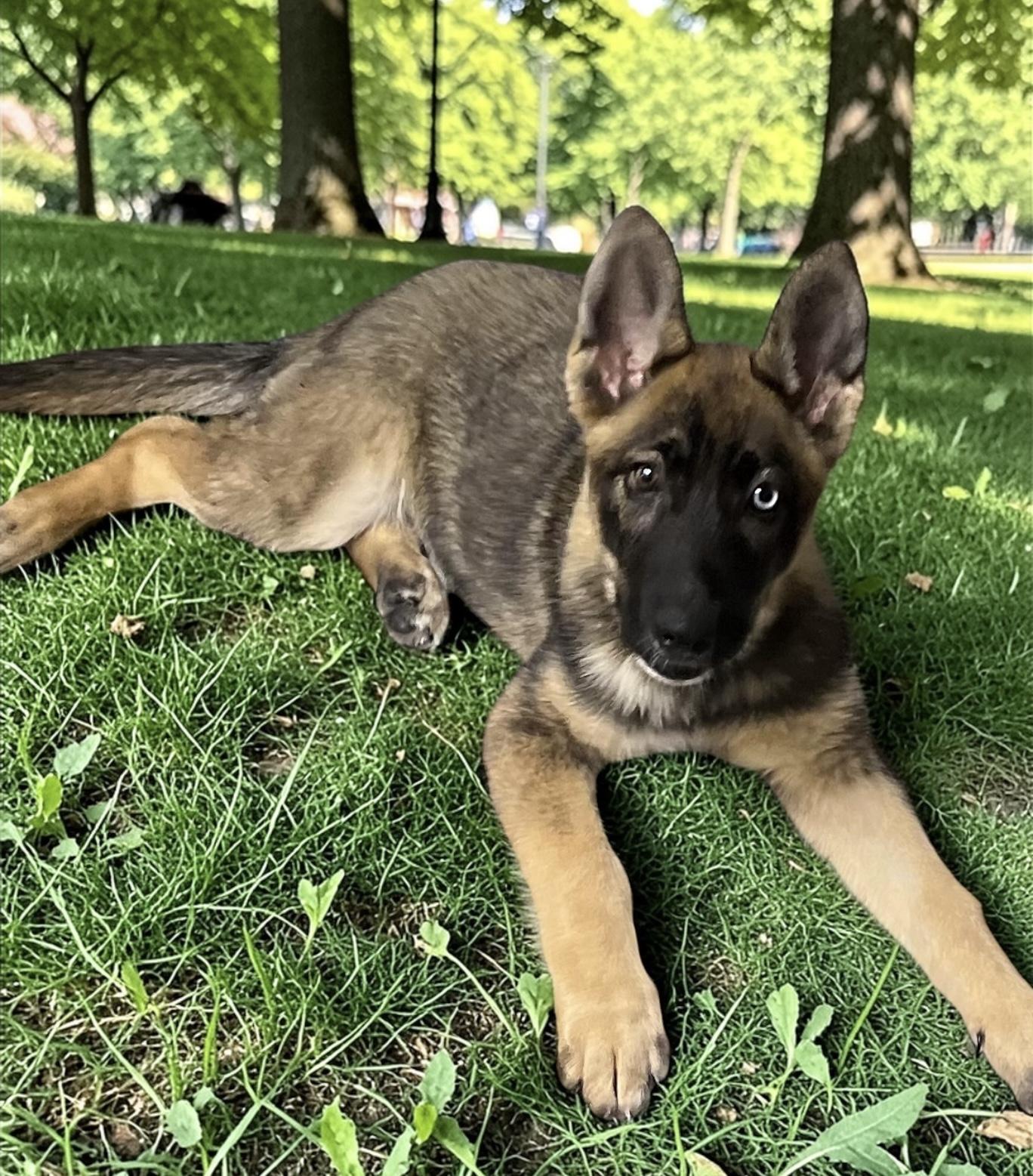 Enlarge Willow, a ADOPTABLE mixed breed in Los Angeles, CA image 2/3