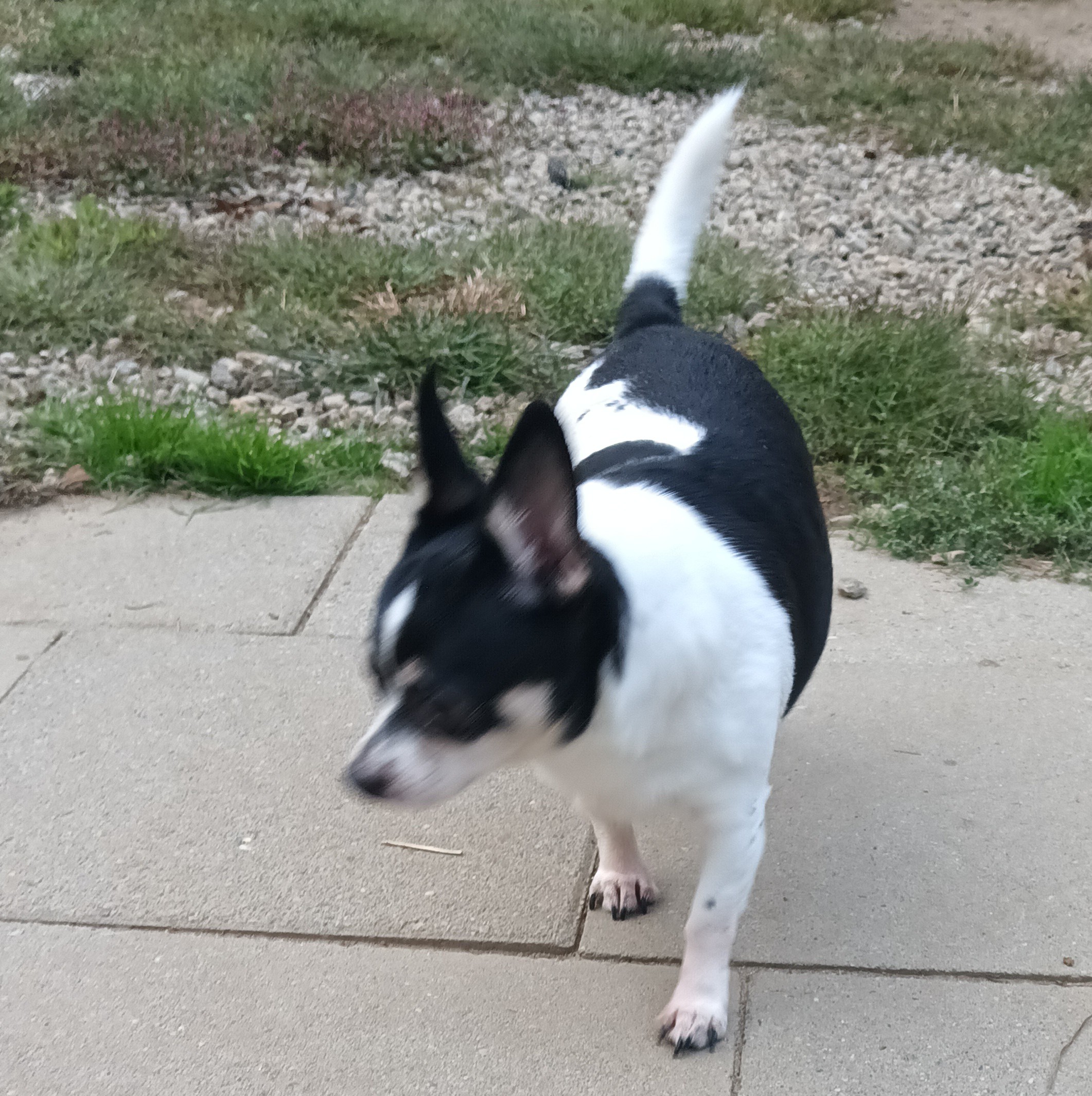 Gypsy, a Adopted Chihuahua in Woodstock, CT image 1/3