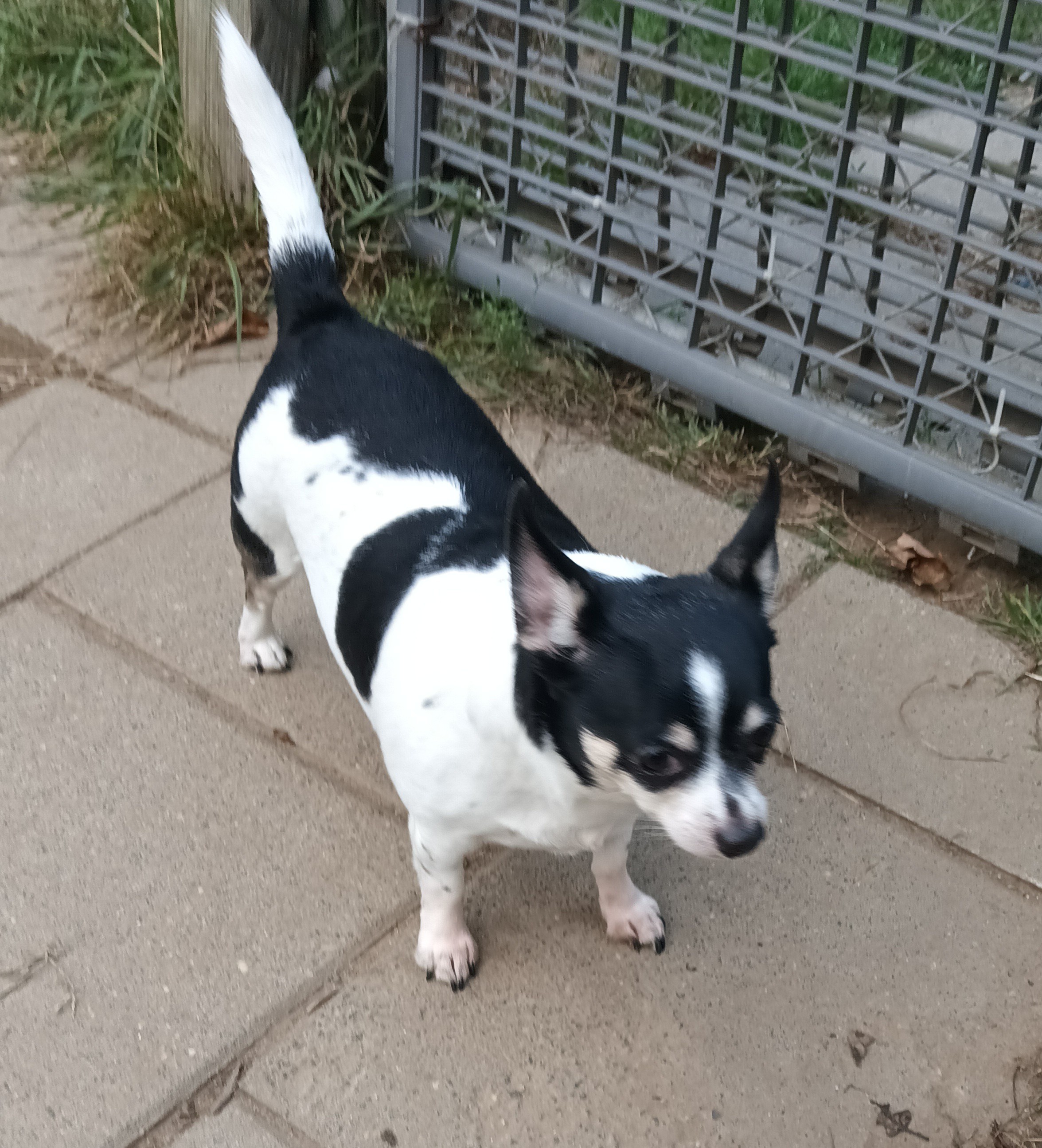 Gypsy, a Adopted Chihuahua in Woodstock, CT image 2/3
