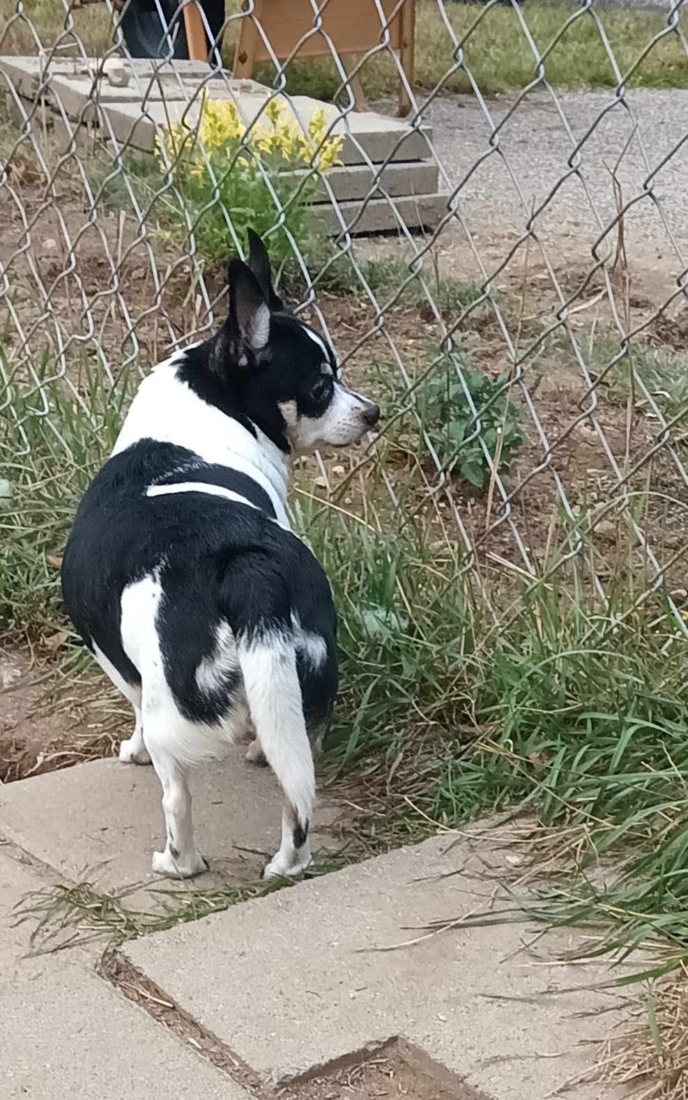 Gypsy, a Adopted Chihuahua in Woodstock, CT image 3/3