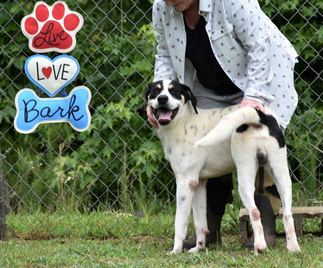 Enlarge Baxter, a Adoptable mixed breed in Wedowee, AL image 8/12