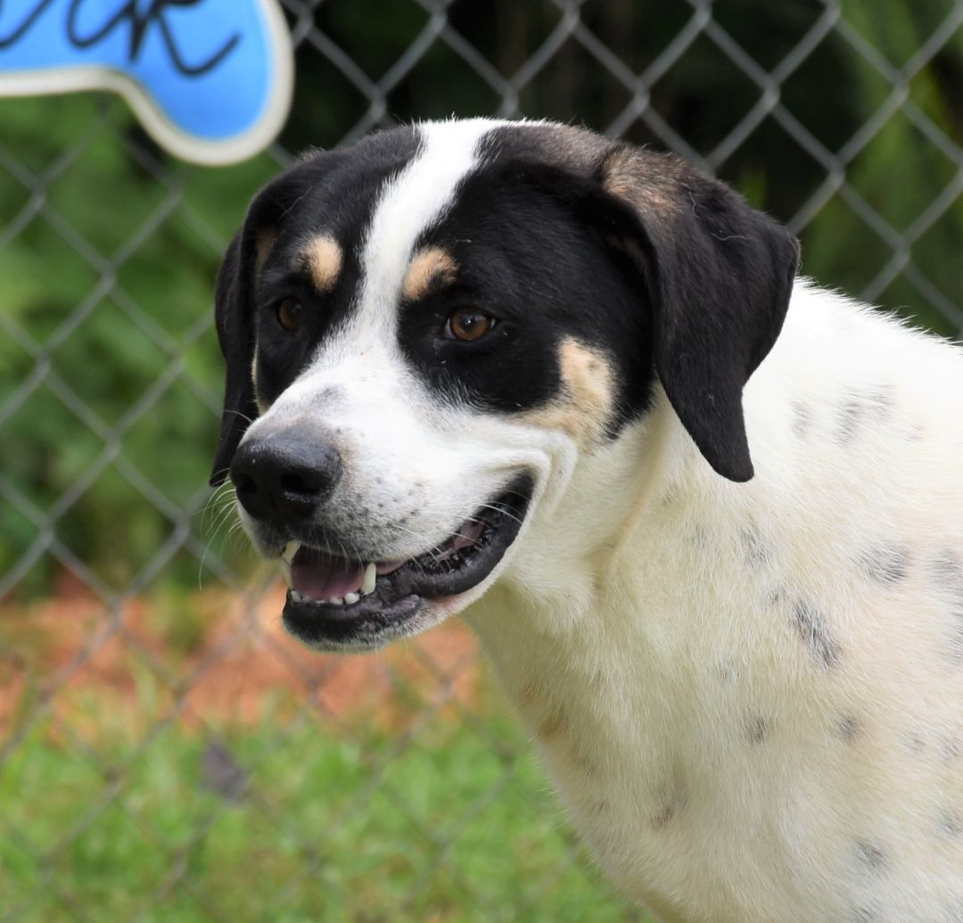 Enlarge Baxter, a Adoptable mixed breed in Wedowee, AL image 9/12