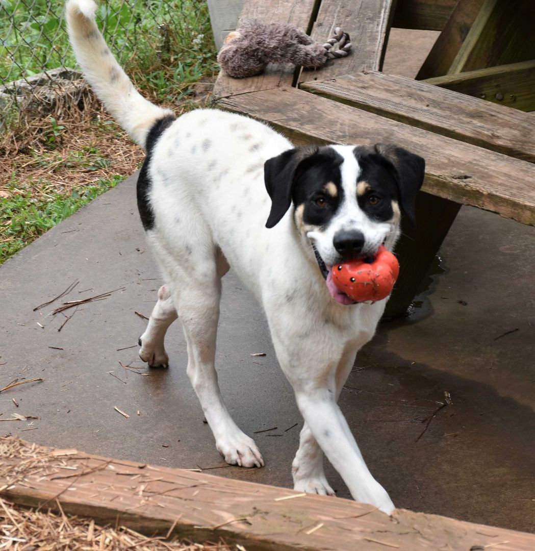 Enlarge Baxter, a Adoptable mixed breed in Wedowee, AL image 10/12