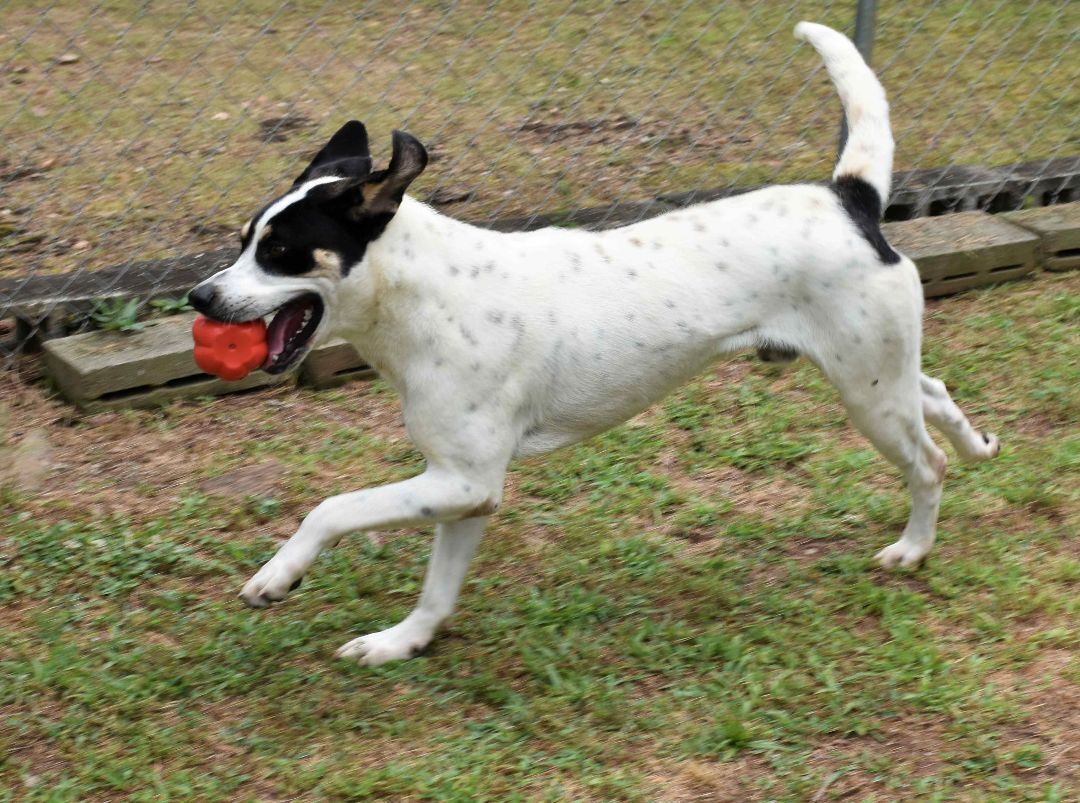 Enlarge Baxter, a Adoptable mixed breed in Wedowee, AL image 11/12