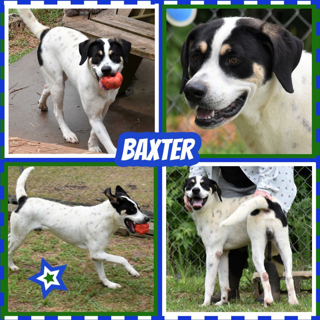 Baxter, a Adoptable mixed breed in Wedowee, AL image 1/12