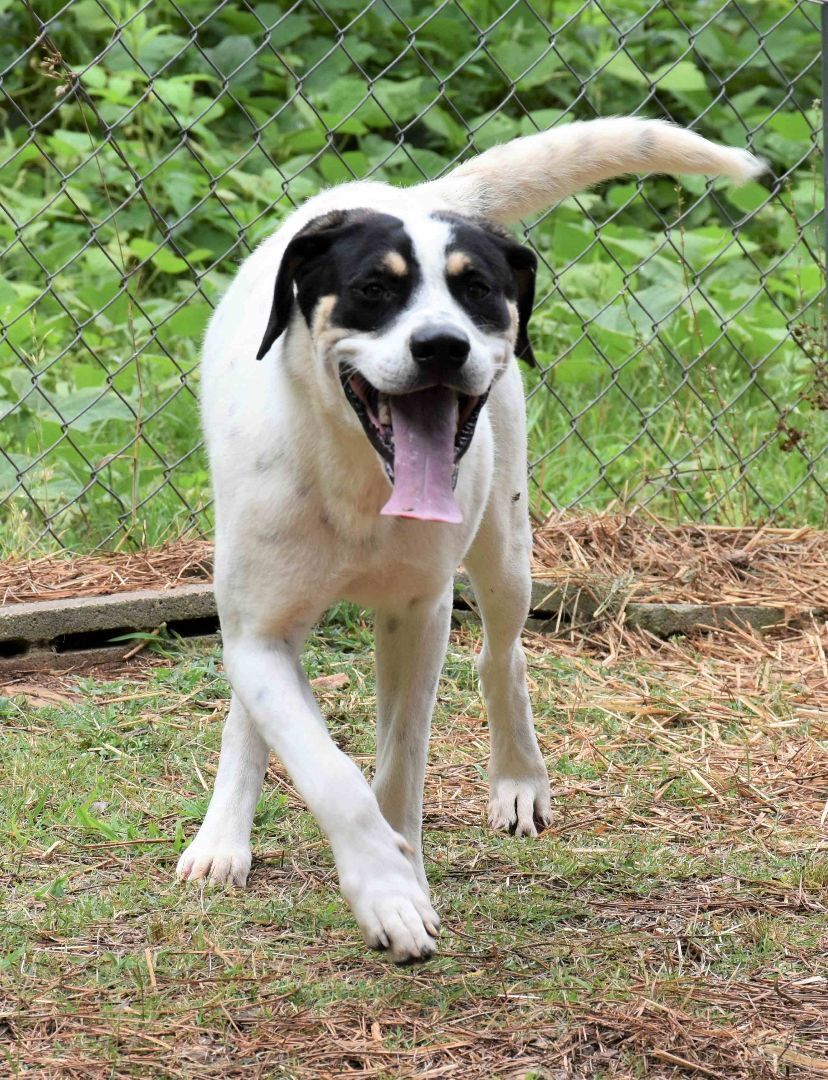 Enlarge Baxter, a Adoptable mixed breed in Wedowee, AL image 12/12