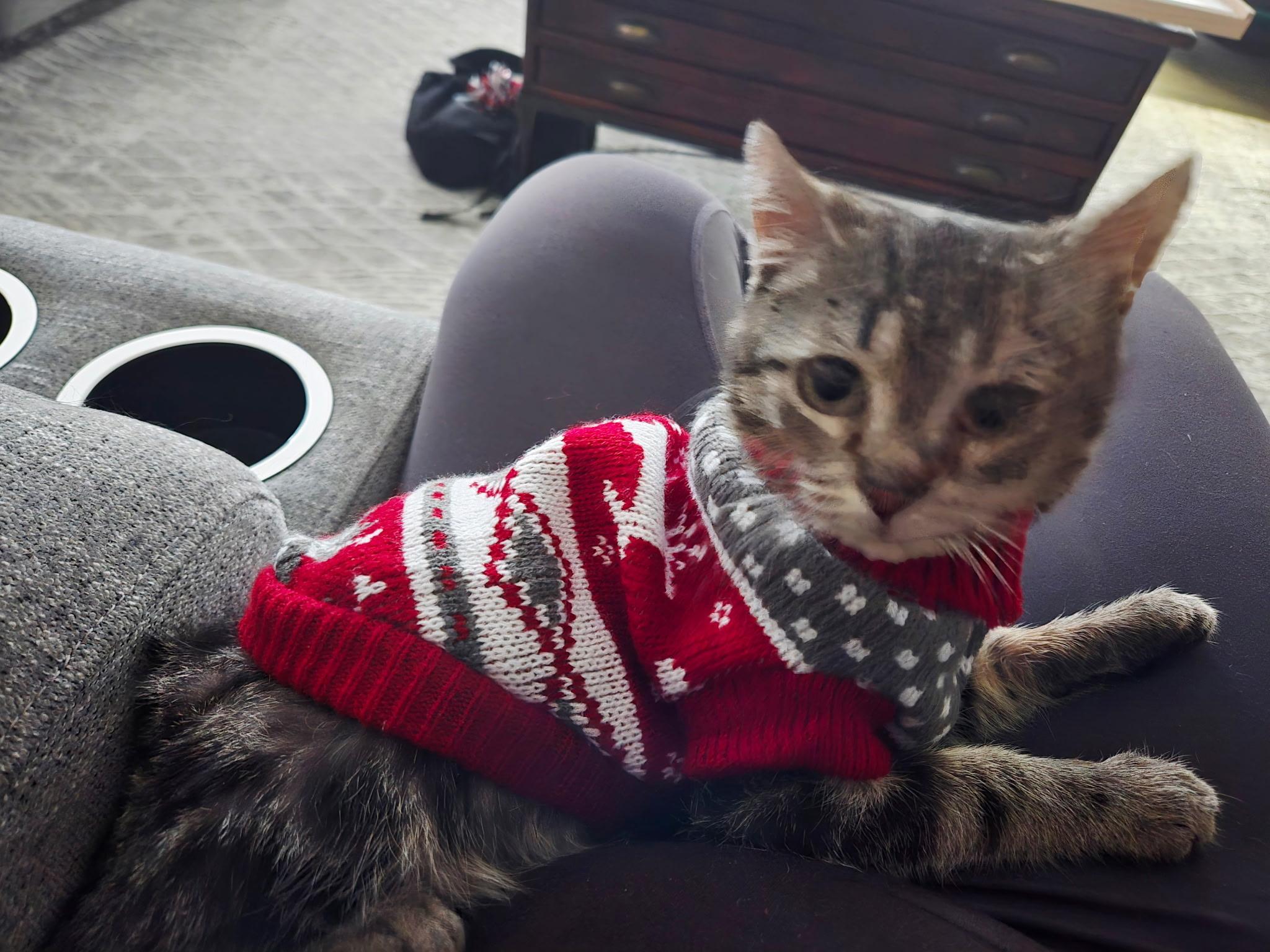 Enlarge Belly, a Adoptable mixed breed in Lockport, IL image 2/2