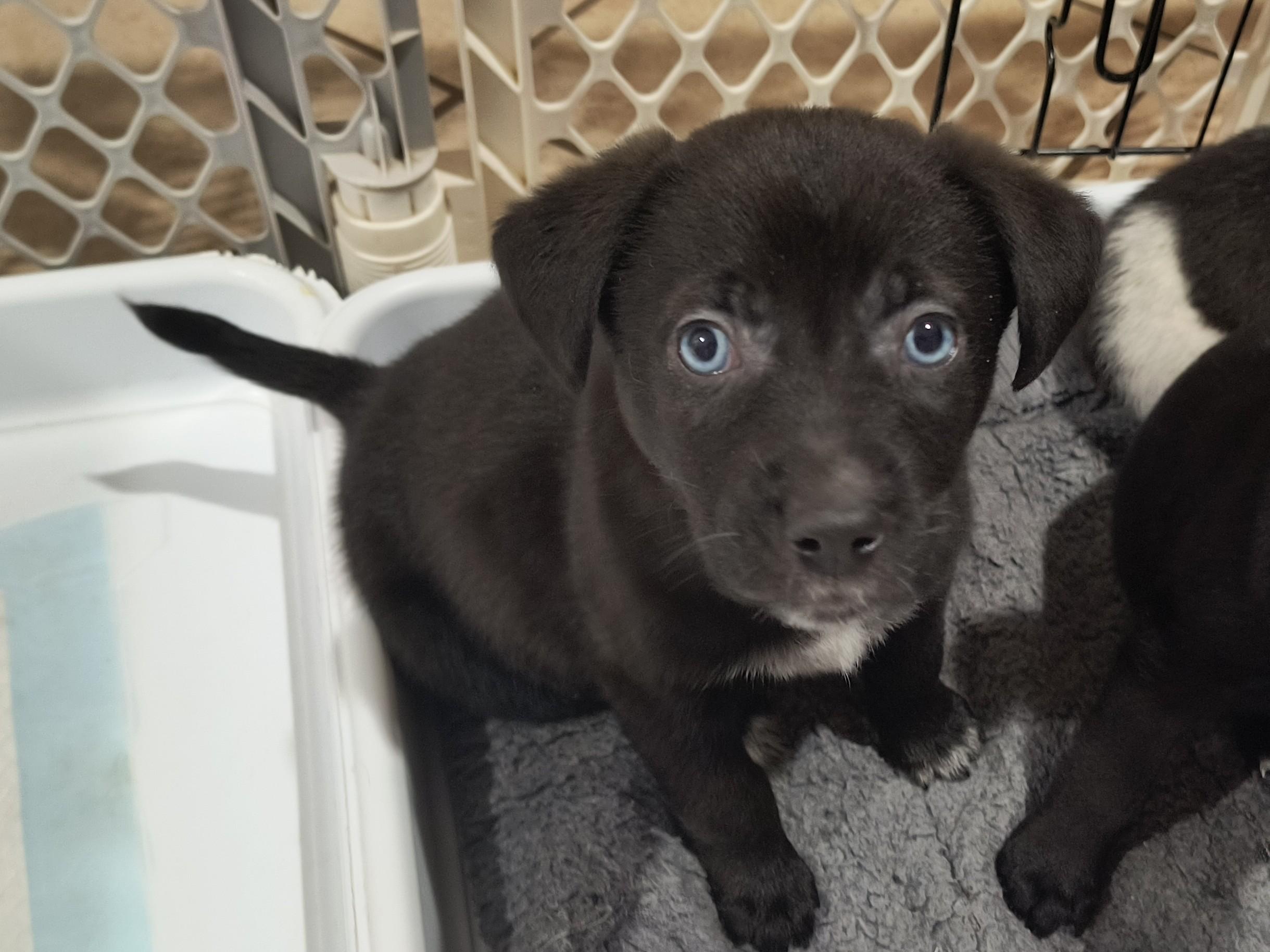 Emma, adopted, Puppy Female Border Collie.