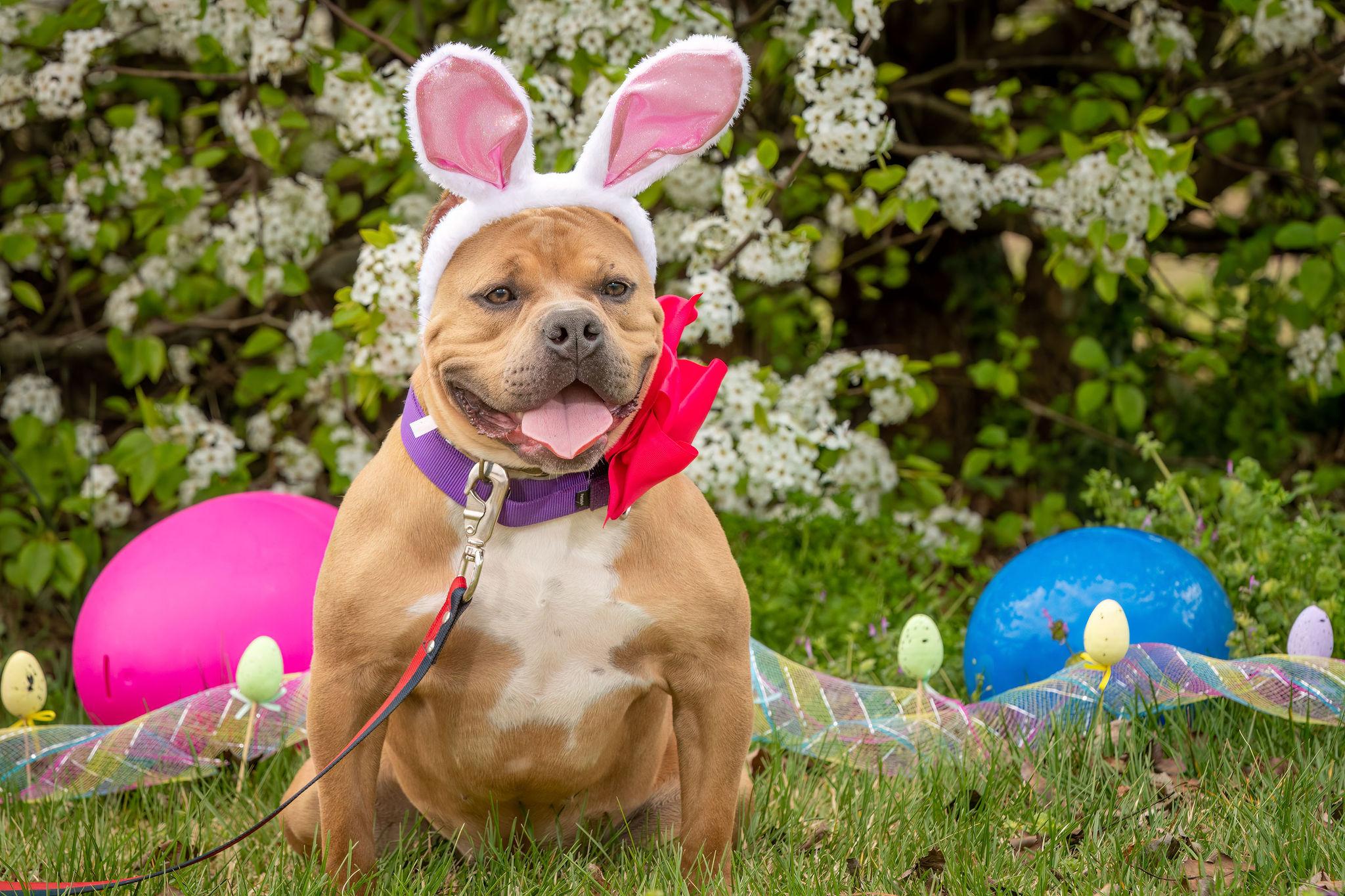 Enlarge Mango, a ADOPTABLE American Bully in Grandy, NC image 4/5