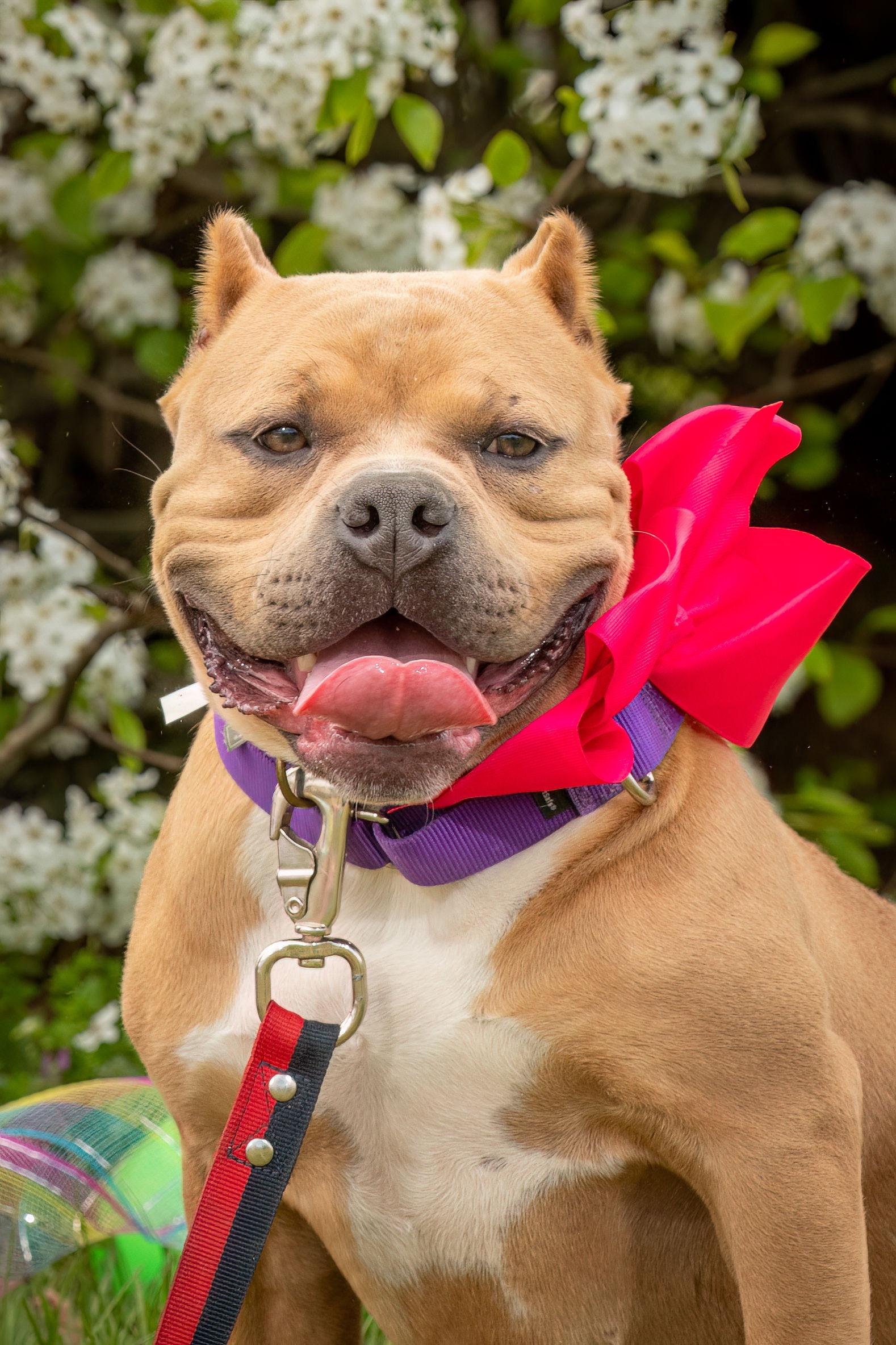 Enlarge Mango, a ADOPTABLE American Bully in Grandy, NC image 1/5