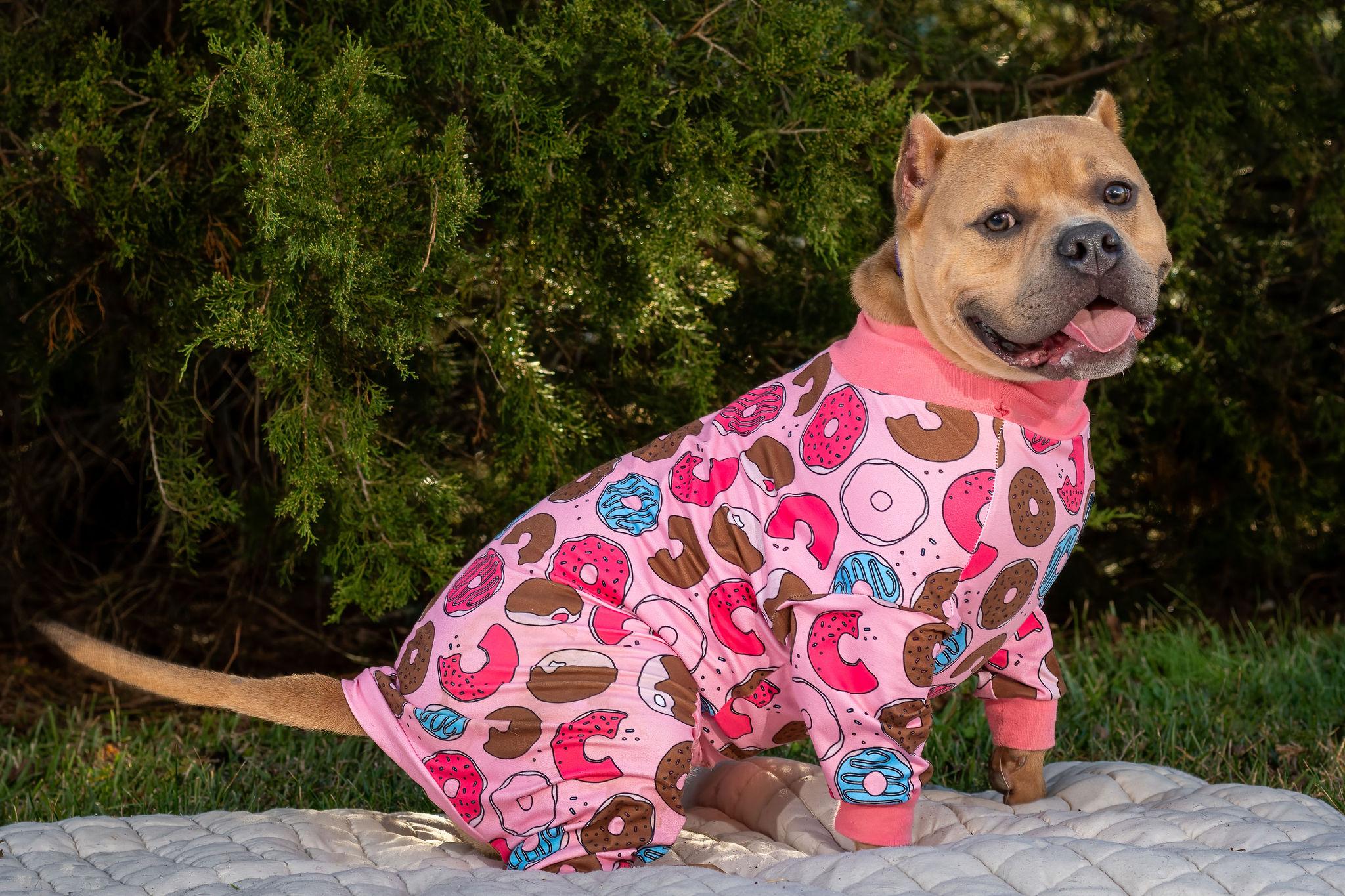 Enlarge Mango, a ADOPTABLE American Bully in Grandy, NC image 2/5