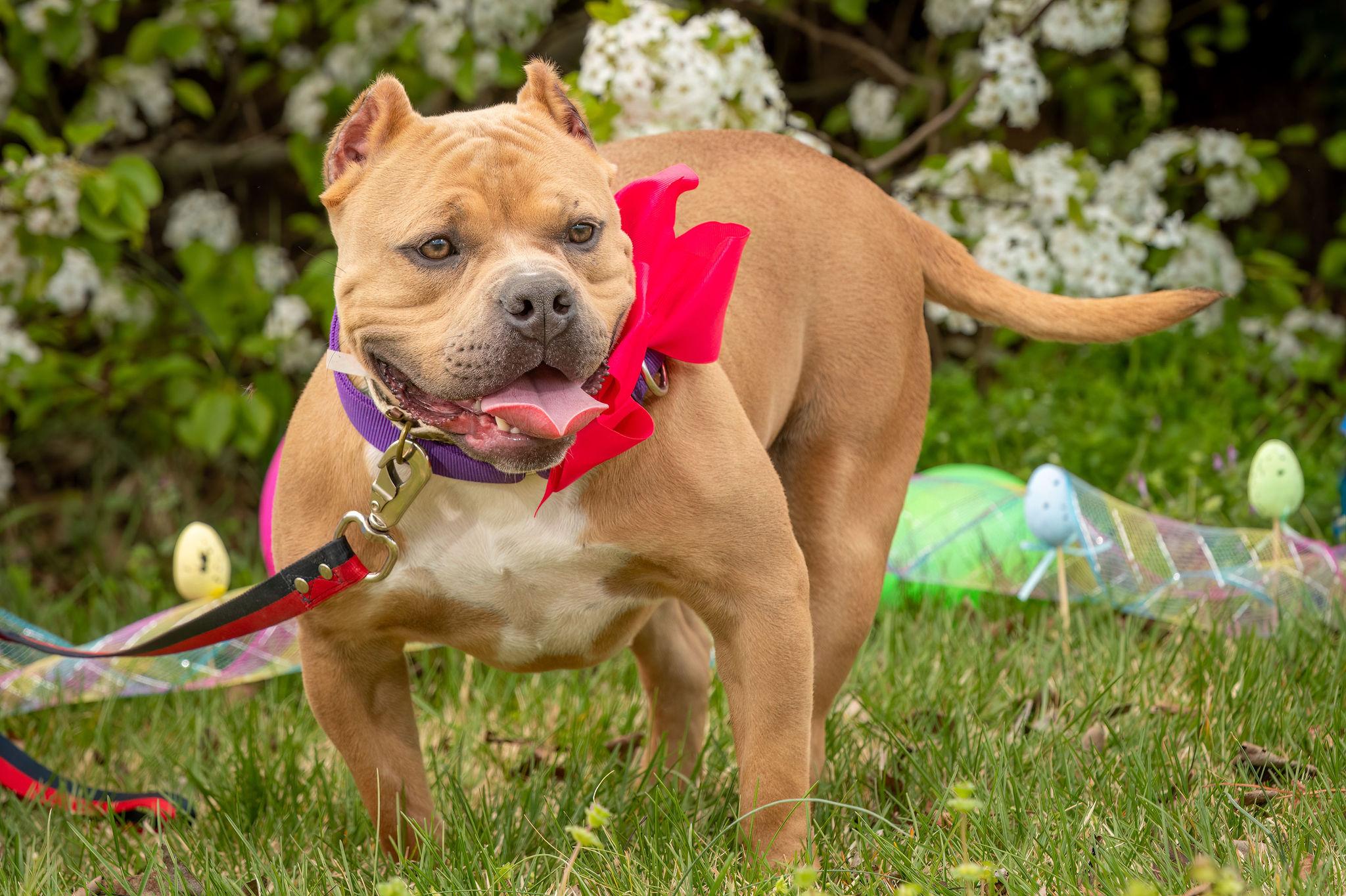 Enlarge Mango, a ADOPTABLE American Bully in Grandy, NC image 5/5