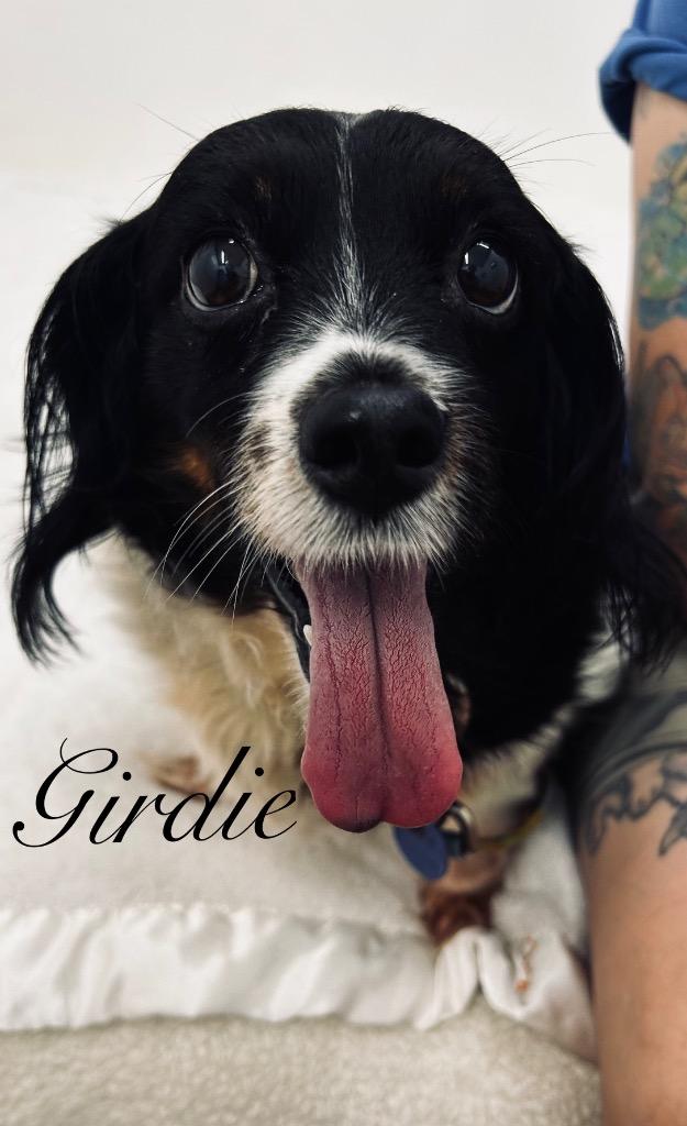 Girdie, Adoptable, Senior Female Dachshund & Spaniel.