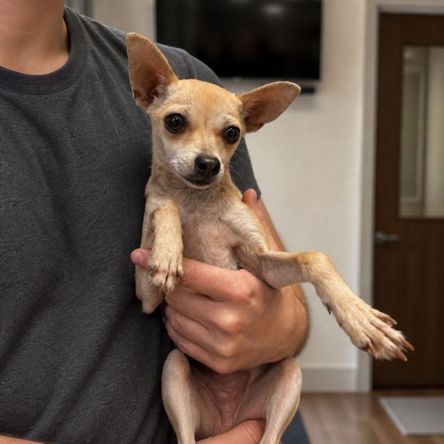 Holly, ADOPTABLE, Young Female Chihuahua.